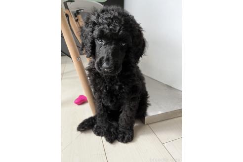 宮本ありさブリーダーの詳細の1枚目