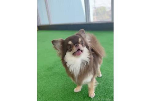 宮城崇ブリーダーの詳細