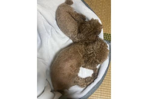 新村由美子ブリーダーの詳細