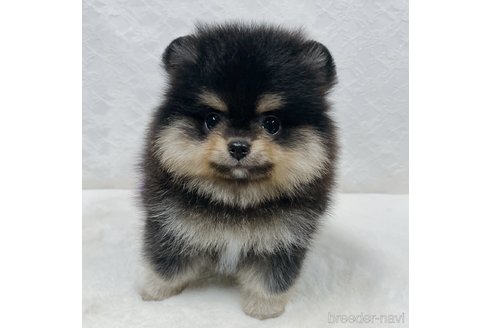 佐々木希ブリーダーの詳細の1枚目