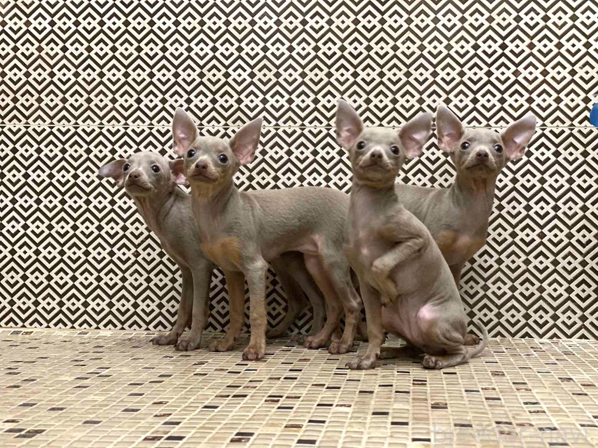 細野ブリーダー