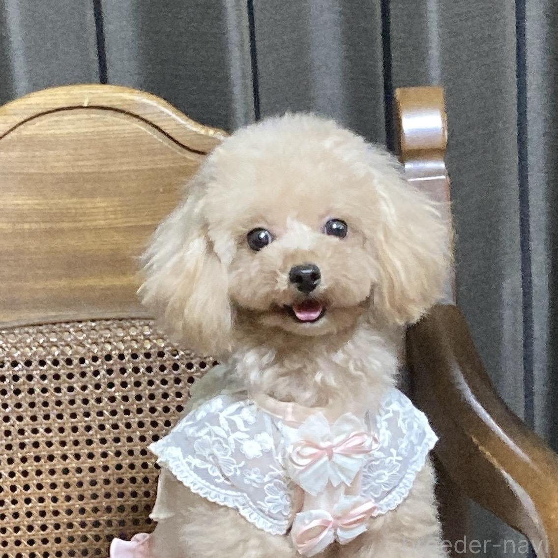 ♀︎ティーカッププードル