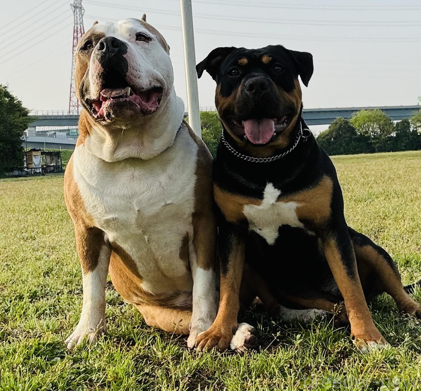 柿山ブリーダー