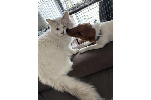 宮本ありさブリーダーの詳細