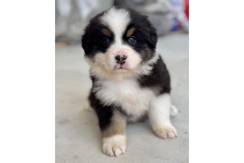 オーストラリアンシェパードの子犬を探す｜ブリーダーナビ