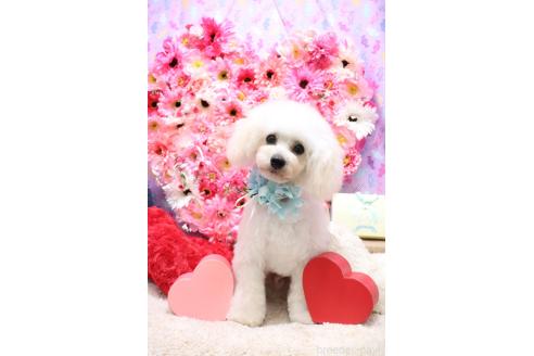 西村久美子ブリーダーの詳細の1枚目