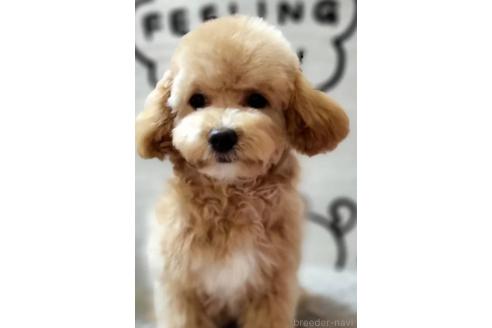 販売中の東京都のビションプー:ビションフリーゼ×トイプードル-388675の12枚目