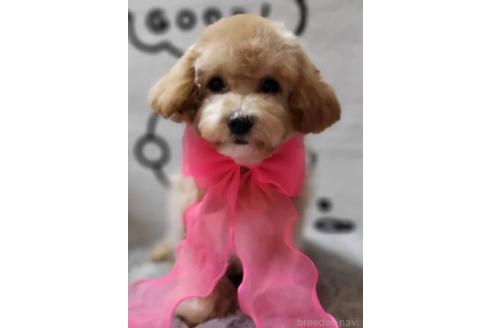 販売中の東京都のビションプー:ビションフリーゼ×トイプードル-388675の11枚目