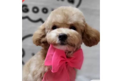 販売中の東京都のビションプー:ビションフリーゼ×トイプードル-388675の10枚目