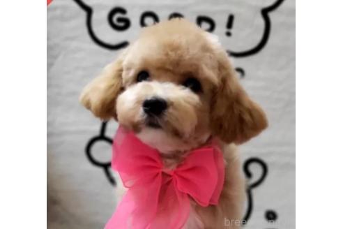販売中の東京都のビションプー:ビションフリーゼ×トイプードル-388675の9枚目