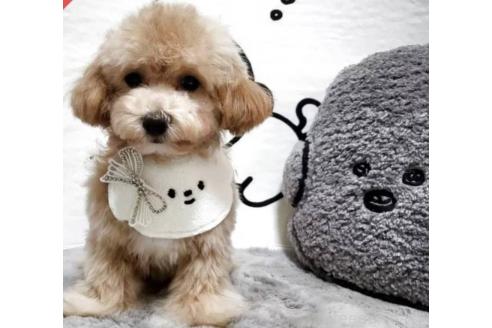 販売中の東京都のビションプー:ビションフリーゼ×トイプードル-388675の8枚目