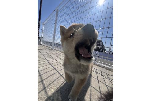丸野保ブリーダーの詳細