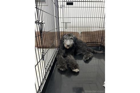 後藤拓哉ブリーダーの詳細の1枚目