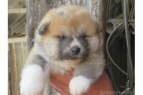 【特別訳あり特価】 香川県の秋田犬｜女の子・2025/04/25生まれ・赤毛（子犬ID 羊毛フェルト