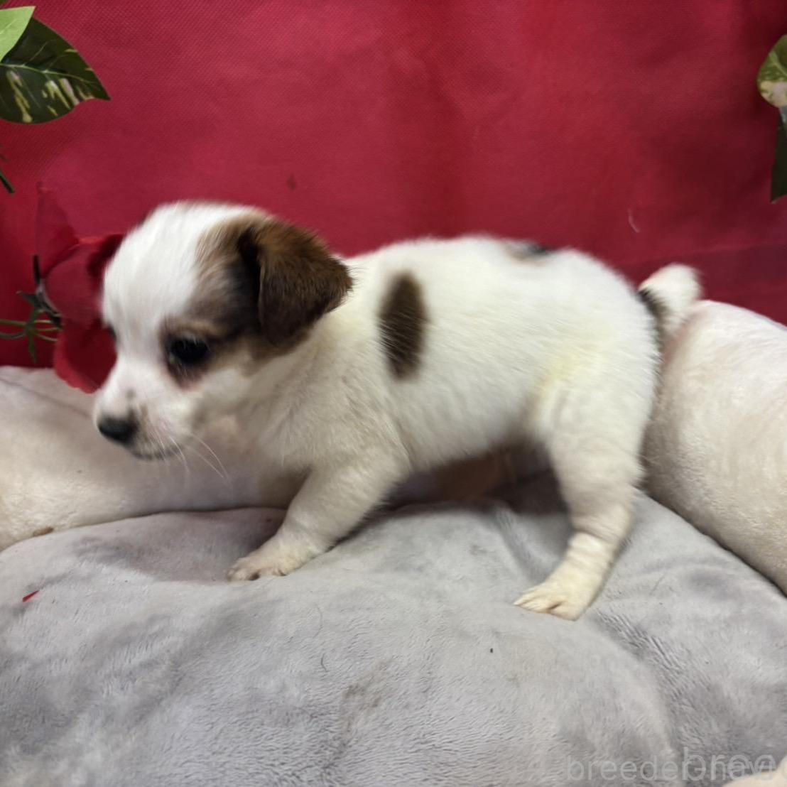 ♀︎ジャックラッセルテリア