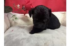 ♀︎チワプー:チワワ×トイプードル