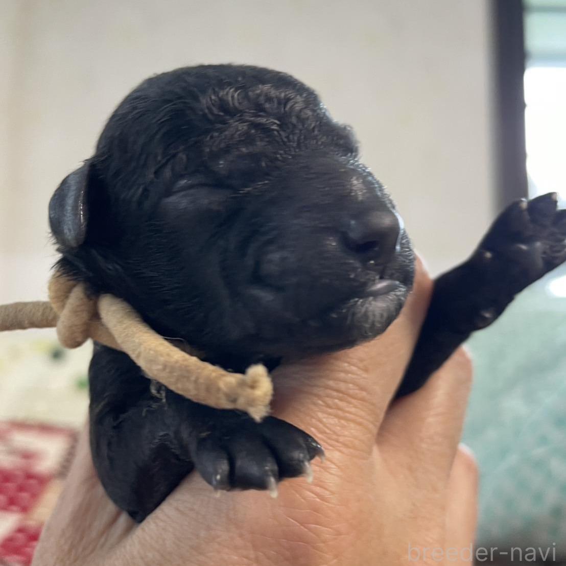 ブラック(黒)のスタンダードプードルの子犬を探す｜ブリーダーナビ