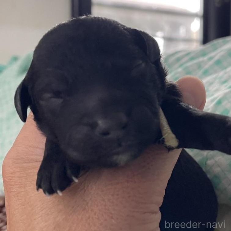 ブラック(黒)のスタンダードプードルの子犬を探す｜ブリーダーナビ