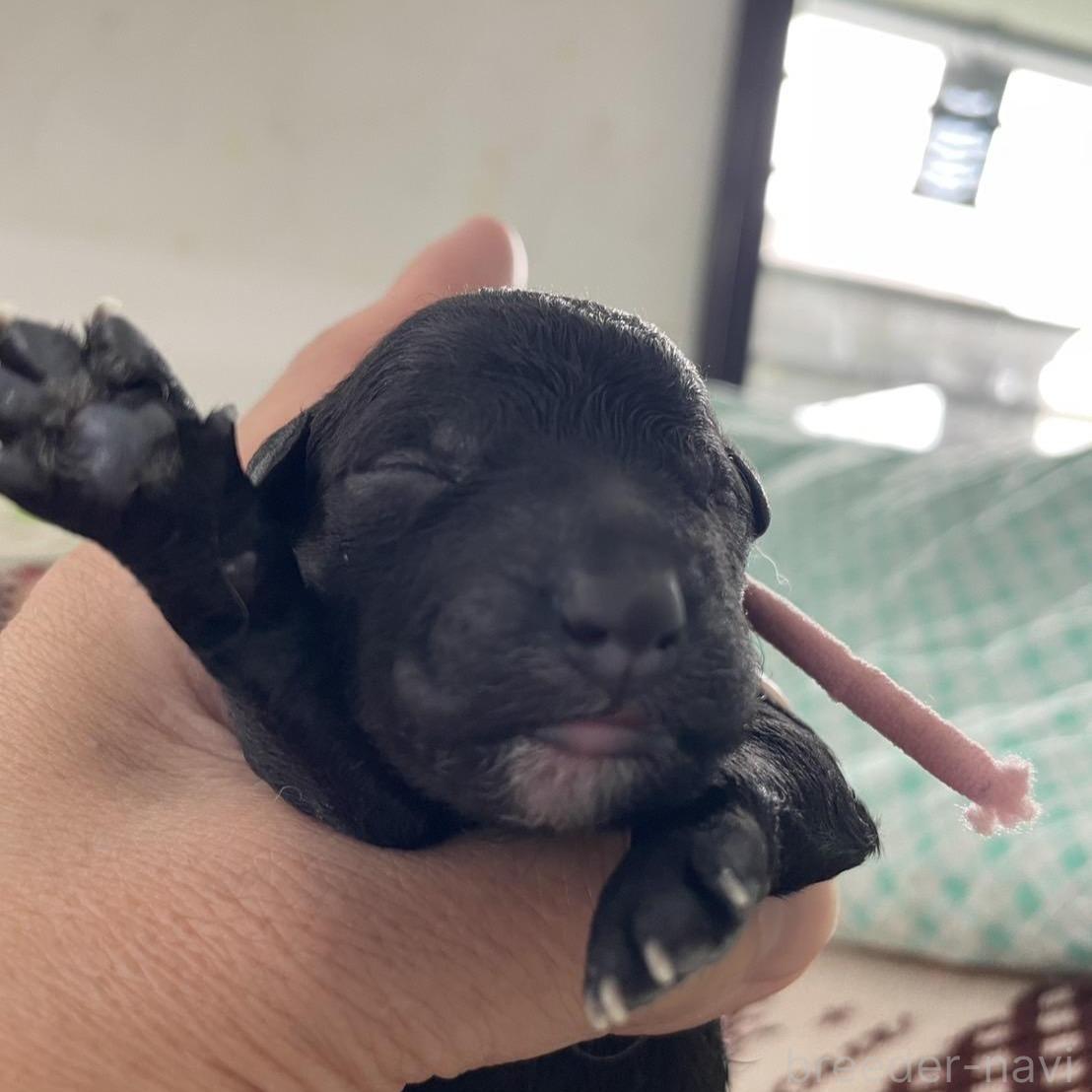 ブラック(黒)のスタンダードプードルの子犬を探す｜ブリーダーナビ