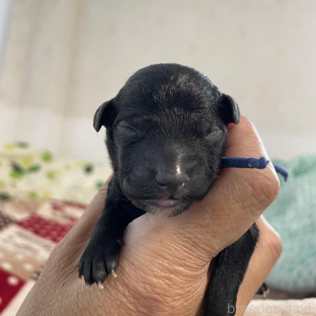 ブラック(黒)のスタンダードプードルの子犬を探す｜ブリーダーナビ