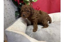 ♀︎トイプードル