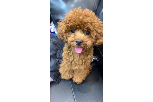 山本裕美ブリーダーの詳細の1枚目