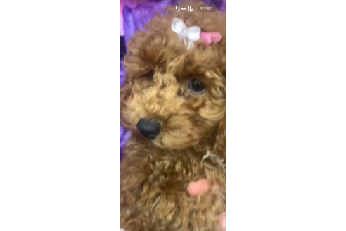 山本裕美ブリーダーの詳細