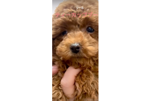 山本裕美ブリーダーの詳細