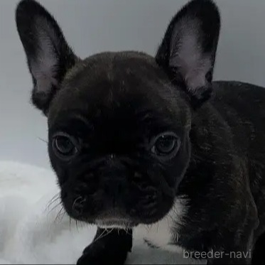 フレンチブルドッグの子犬