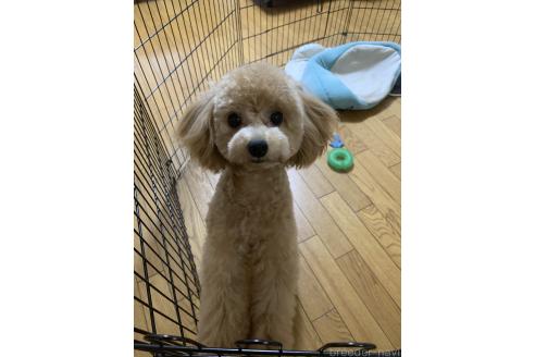 須長千鶴ブリーダーの詳細