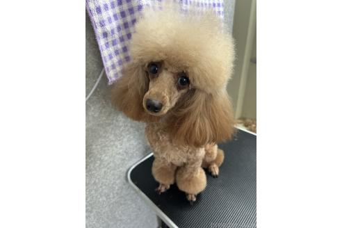 須長千鶴ブリーダーの詳細
