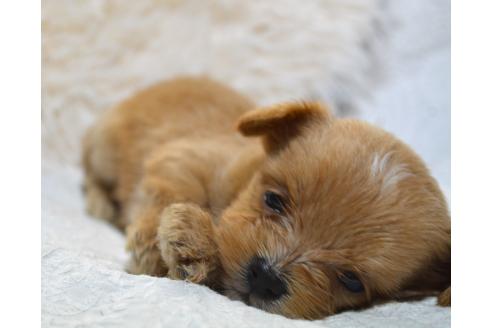 ミックス犬の赤ちゃん犬を探す｜ブリーダーナビ