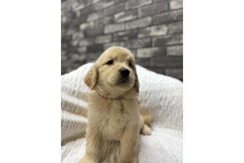 新庄宏善ブリーダーの詳細の1枚目