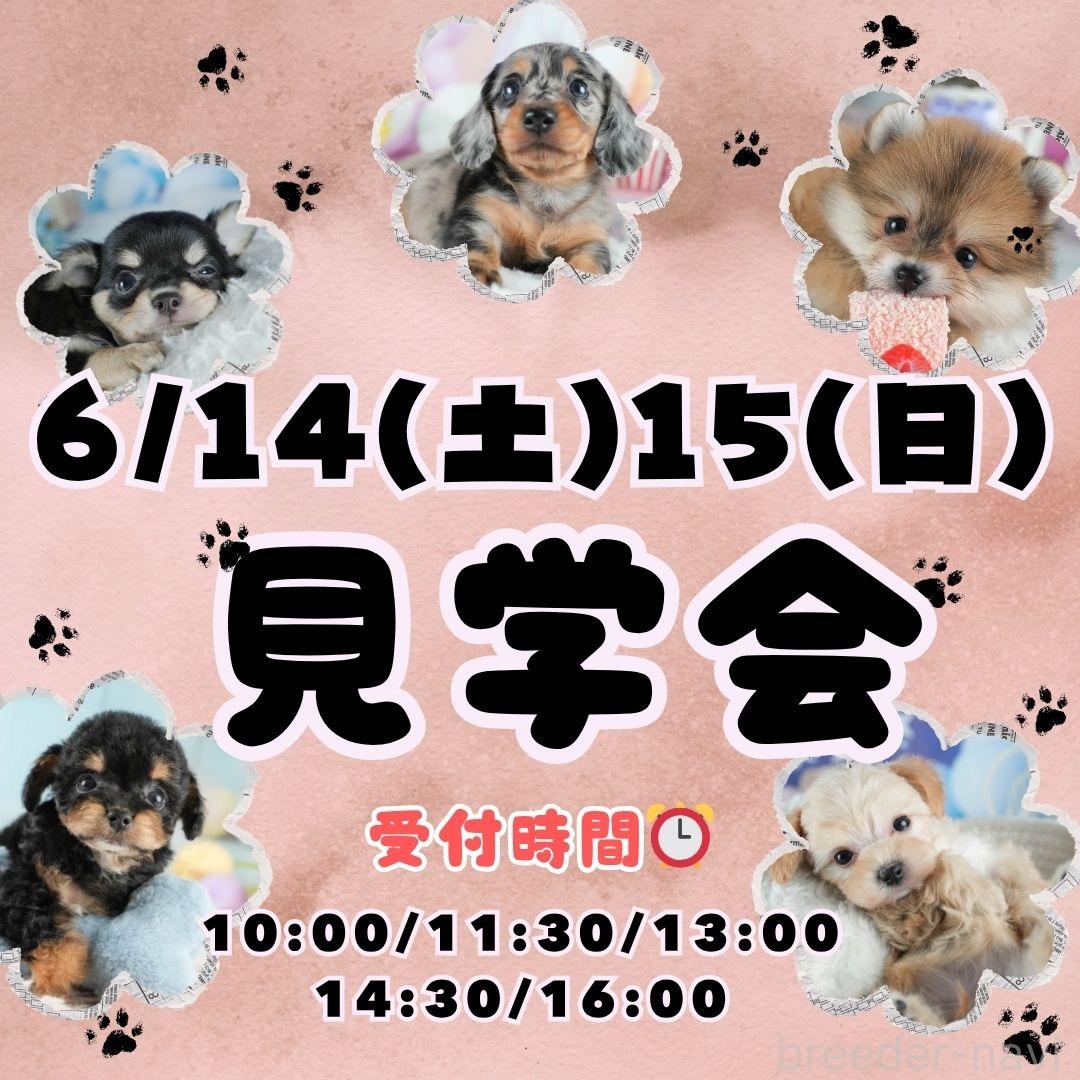 鈴木理菜ブリーダーの詳細の1枚目