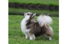 クチュクマナウかな子ブリーダー