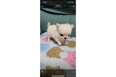 前田大介ブリーダーの詳細