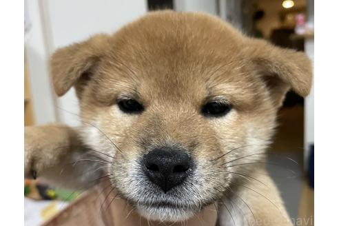 前田大介ブリーダーの詳細