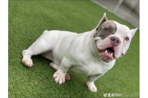千徳一馬ブリーダーの詳細