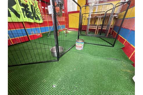 伊波順吉ブリーダーの詳細