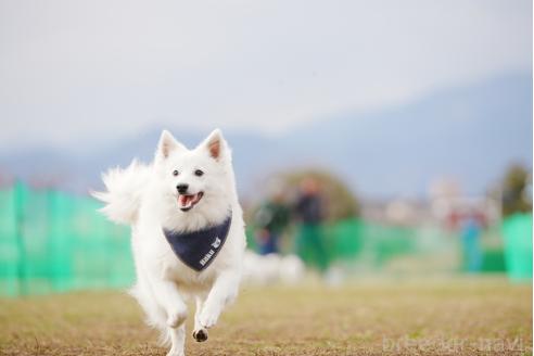 西山隼ブリーダーの詳細