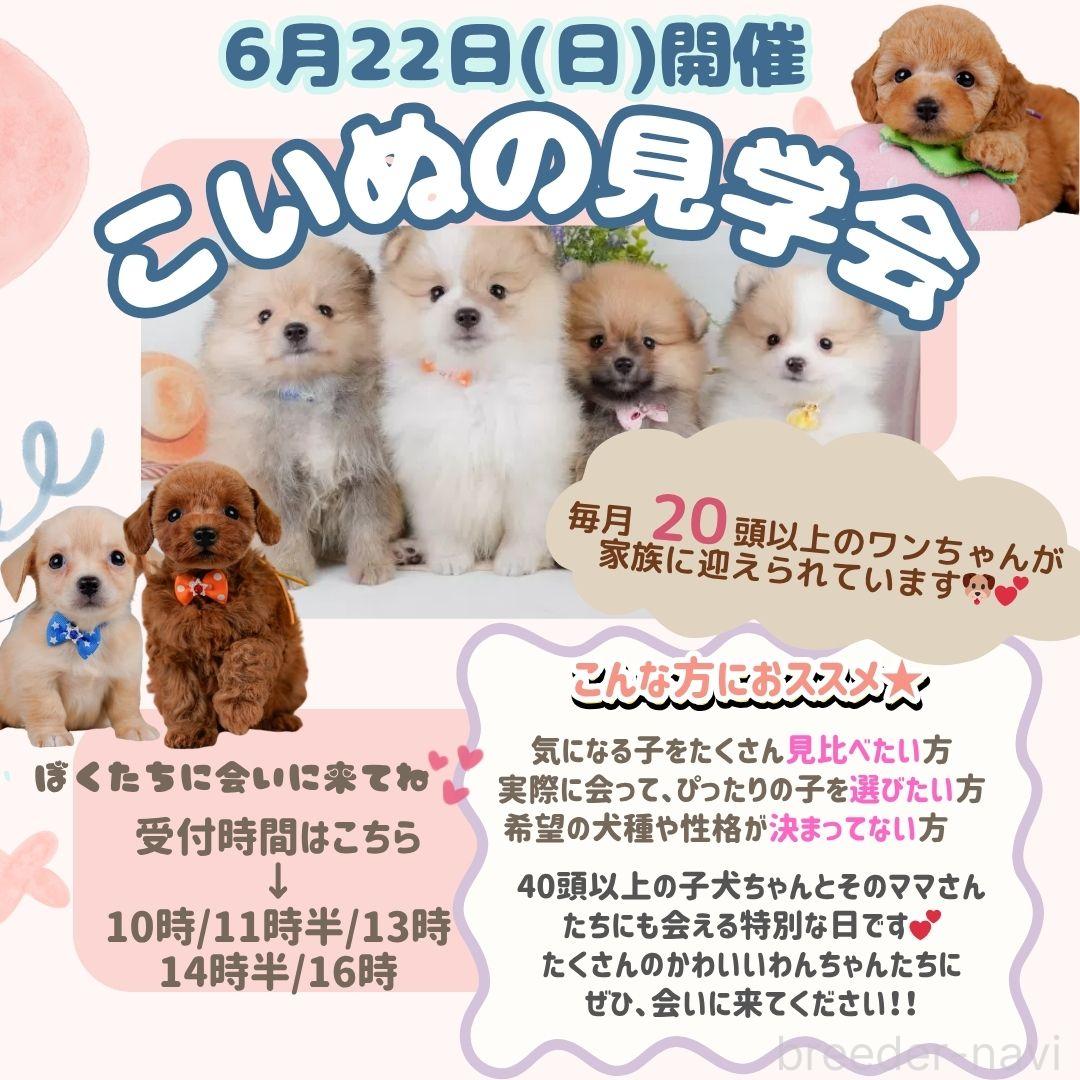 朝比奈杏奈ブリーダー