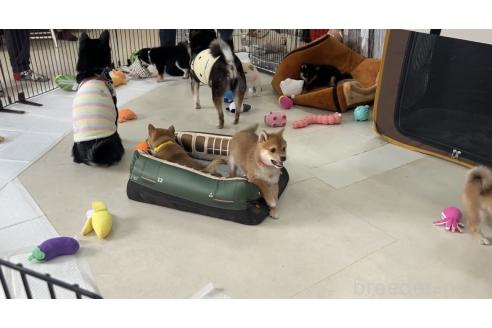 中畑芳恵ブリーダーの詳細