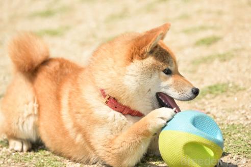 寺西昌美ブリーダーの詳細の1枚目