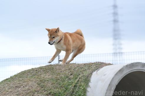 寺西昌美ブリーダーの詳細