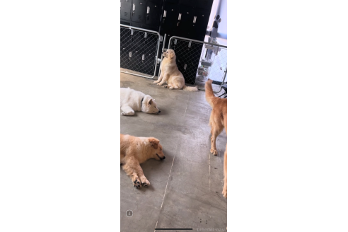 笹埜祐矢ブリーダーの詳細