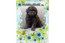 ♀︎トイプードル