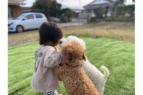 石本かな恵ブリーダーの詳細