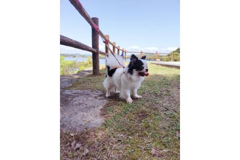 山口香奈絵ブリーダーの詳細