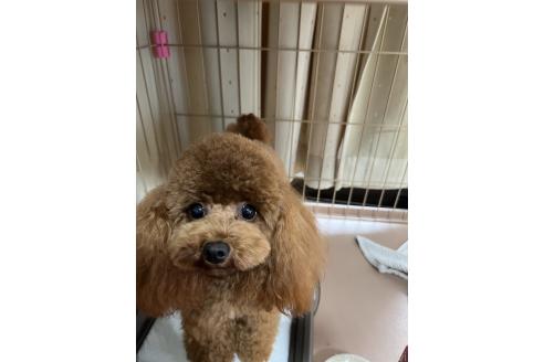 畑瀬弘和ブリーダーの詳細の1枚目
