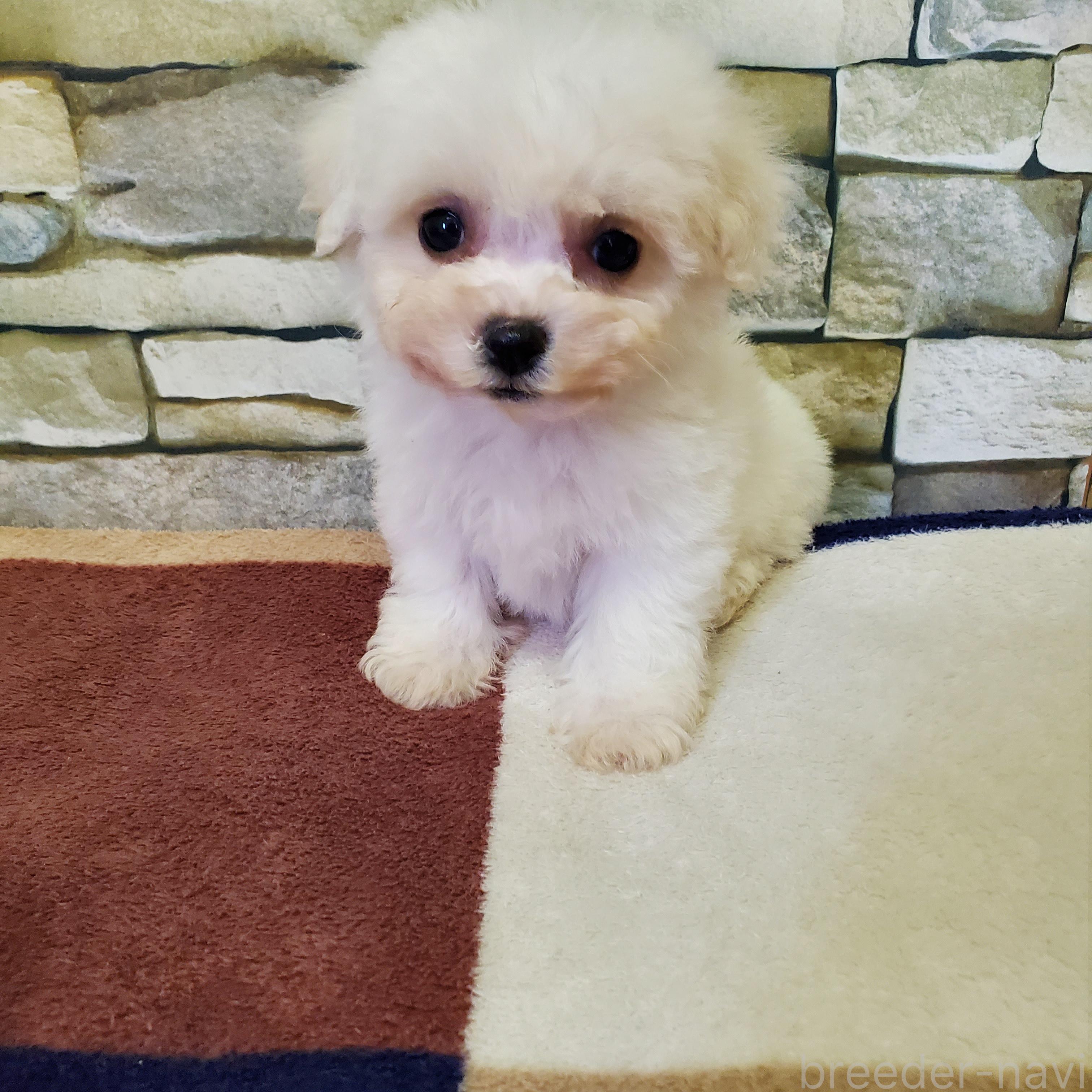 ♀︎ビションフリーゼ